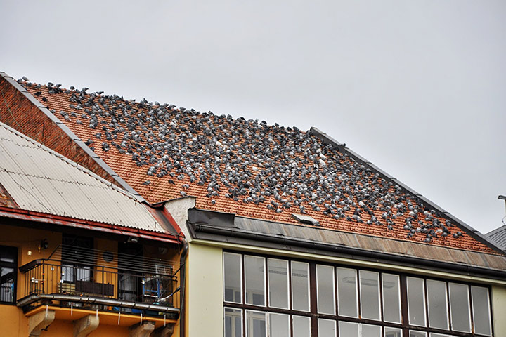 A2B Pest Control are able to install spikes to deter birds from roofs in Oswaldtwistle. 