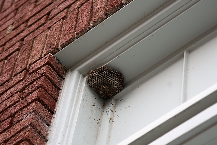 We provide a wasp nest removal service for domestic and commercial properties in Oswaldtwistle.